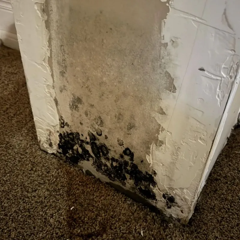 Professional Mold Removal in Pineville, KY